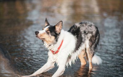 JT’s On the Keys: A Dog-Friendly Lodging in Parker, Arizona