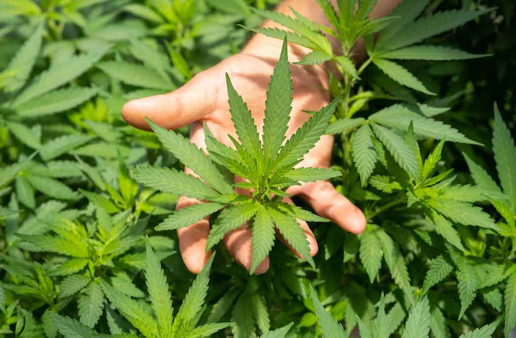 cbd marketing agency in san diego california